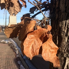 Quercus macrocarpa