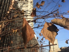 Betula nigra