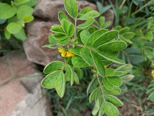 Image of Senna uniflora by (c) Malaika Mathew Chawla, some rights reserved (CC BY)