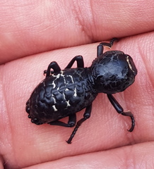 Zopherus laevicollis