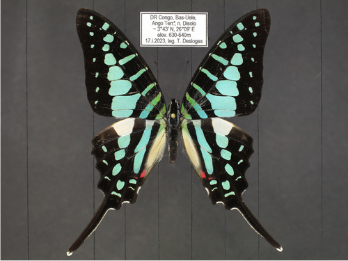 Small Striped Swordtail
