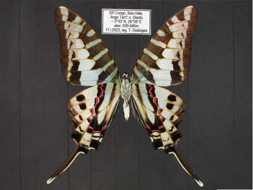 Small Striped Swordtail