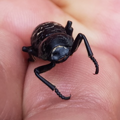 Zopherus laevicollis