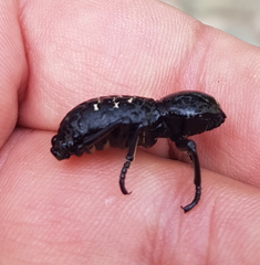 Zopherus laevicollis