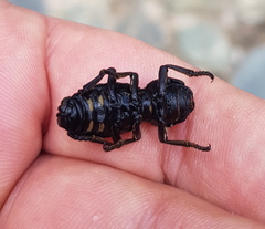 Zopherus laevicollis