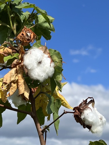 Gossypium barbadense observed 2023-06-20