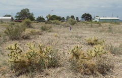 Cylindropuntia davisii