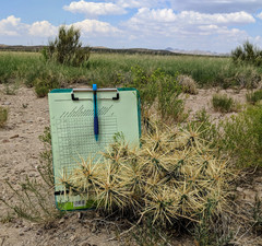 Cylindropuntia davisii