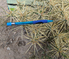 Cylindropuntia davisii