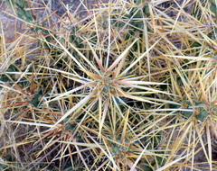 Cylindropuntia davisii