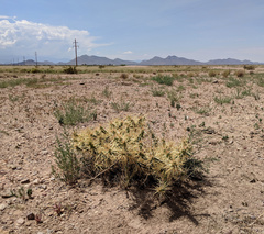 Cylindropuntia davisii