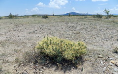 Cylindropuntia davisii
