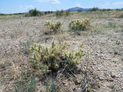Cylindropuntia davisii