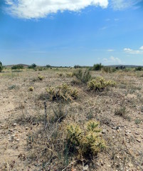 Cylindropuntia davisii