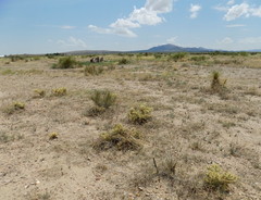 Cylindropuntia davisii