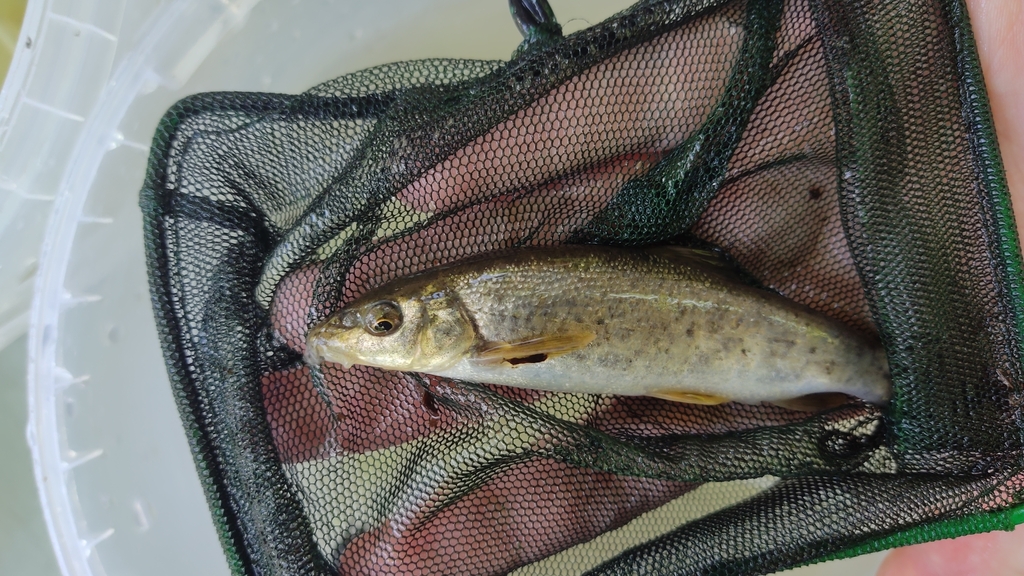 Romanian Barbel