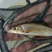 Romanian Barbel - Photo (c) silverbirchjuice, some rights reserved (CC BY-NC)