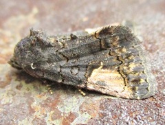 Aedia funesta