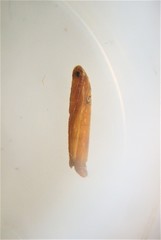 Cosmopterix attenuatella