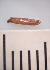 Cosmopterix attenuatella