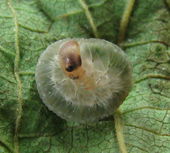 Pachyprotasis antennata