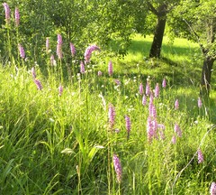 Gymnadenia densiflora
