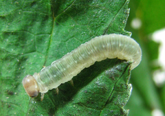 Pachyprotasis antennata