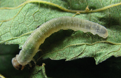 Pachyprotasis antennata