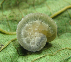 Pachyprotasis antennata