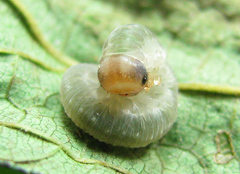 Pachyprotasis antennata