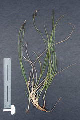 Carex stylosa