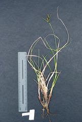 Carex macrochaeta