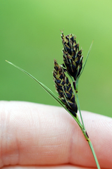 Carex macrochaeta