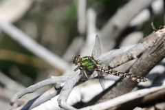 Ophiogomphus colubrinus