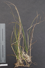 Carex leptalea