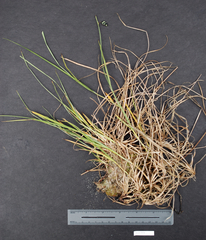 Carex pluriflora