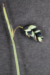 Carex pluriflora