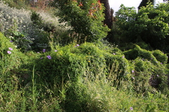 Ipomoea cairica cairica