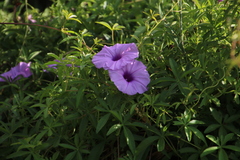 Ipomoea cairica cairica