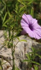 Ipomoea cairica cairica