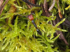 Odontomachus erythrocephalus