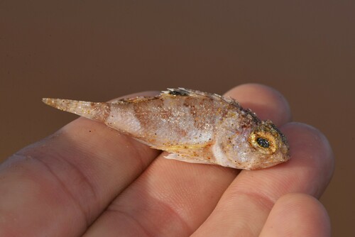 Whitley's gurnard perch (Maxillicosta whitleyi) — Neosebastidae — 3