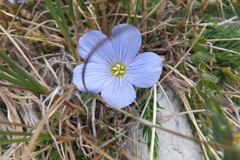 Linum alpinum