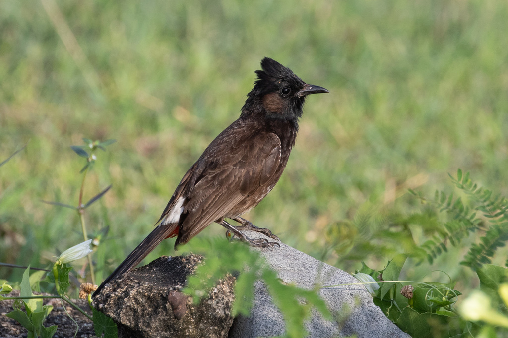 Red-vented Bulbul photo