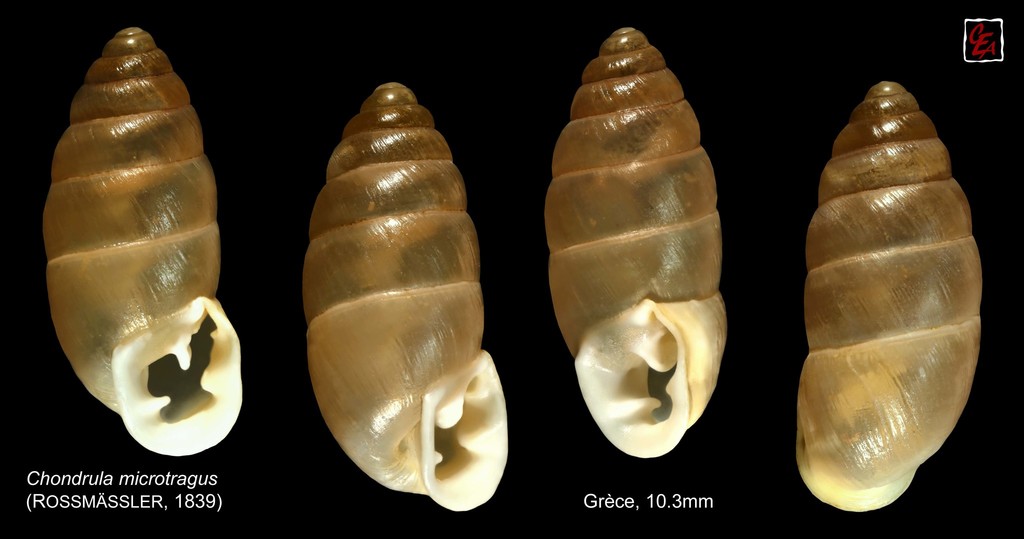 Chondrula microtragus