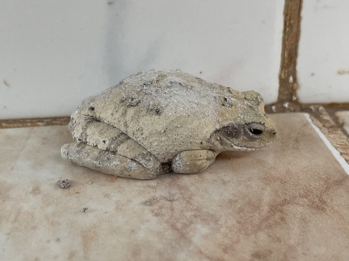 Grey Foam-nest Tree Frog