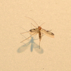 Macrocera
