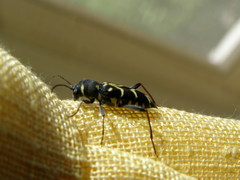 Xylotrechus antilope