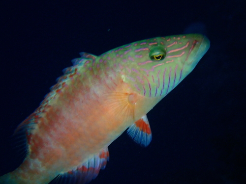 Oxycheilinus digramma observed 2023-06-13