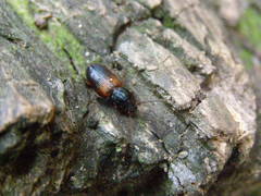 Gynandromorphus etruscus